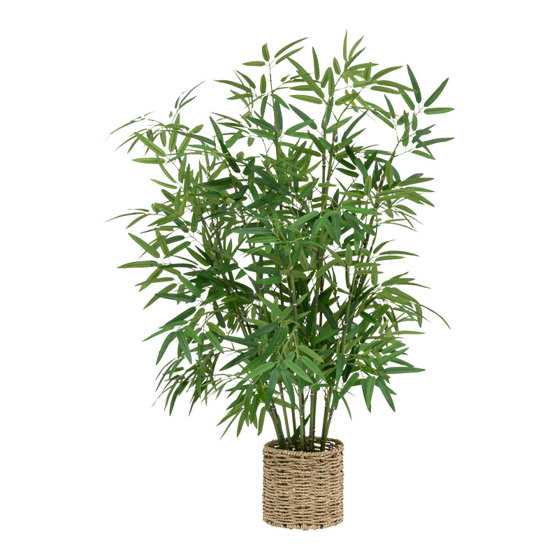 product_pako_199-000650 Φυτό σε γλάστρα Belica Φ45x100εκ - Image 1