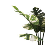 Διακοσμητικό φυτό Monstera I σε γλάστρα Inart πράσινο pp Υ90εκ - Image 2
