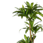 Διακοσμητικό φυτό Dracaena I σε γλάστρα Inart πράσινο pp Υ170εκ - Image 2