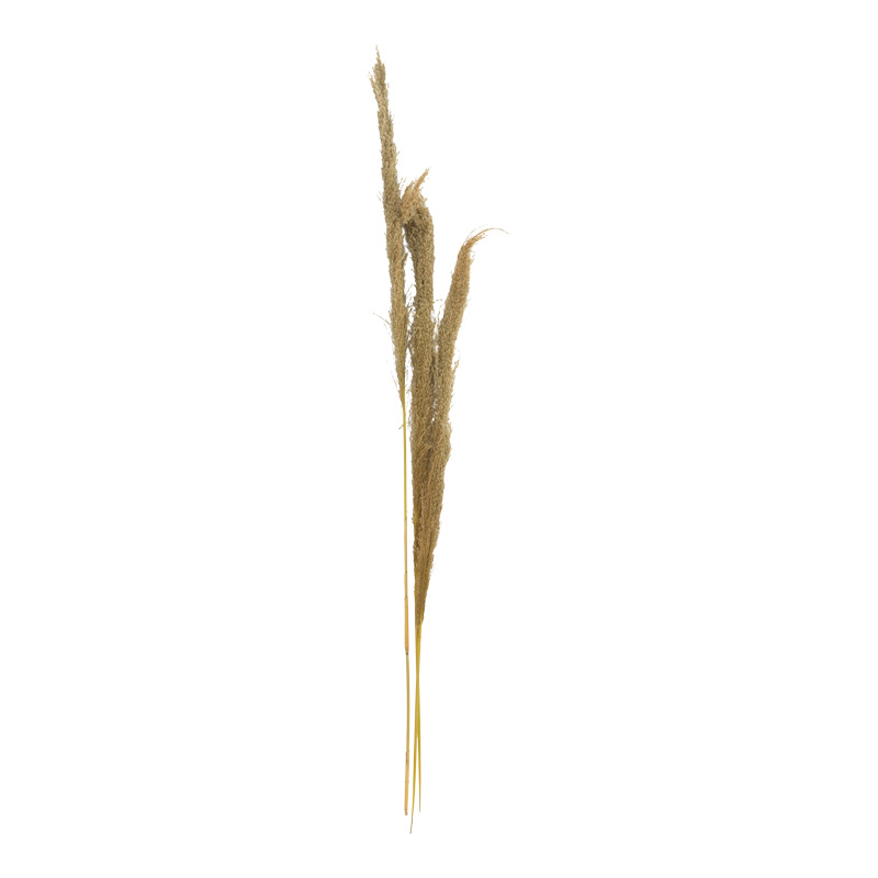 product_pako_343-000109 Διακοσμητικό φυτό pampas Beroun Inart σετ των 3τεμ σε φυσική απόχρωση Υ140εκ - Image 1