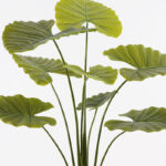 Διακοσμητικό φυτό σε γλάστρα Alocasia Inart πράσινο Φ90x120εκ - Image 2
